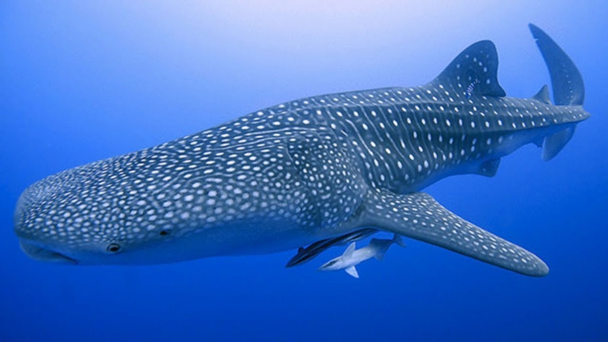 Яндекс картинки