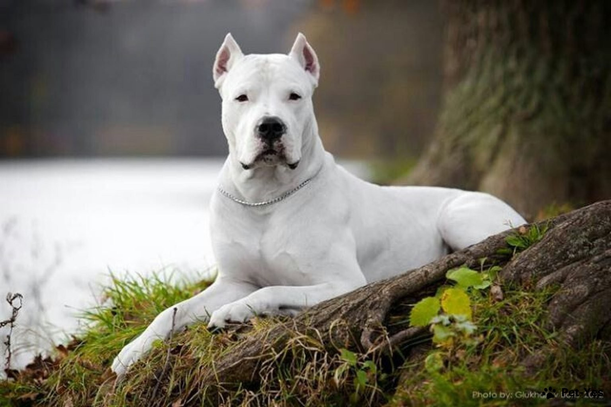 Фото с pet-yes.com