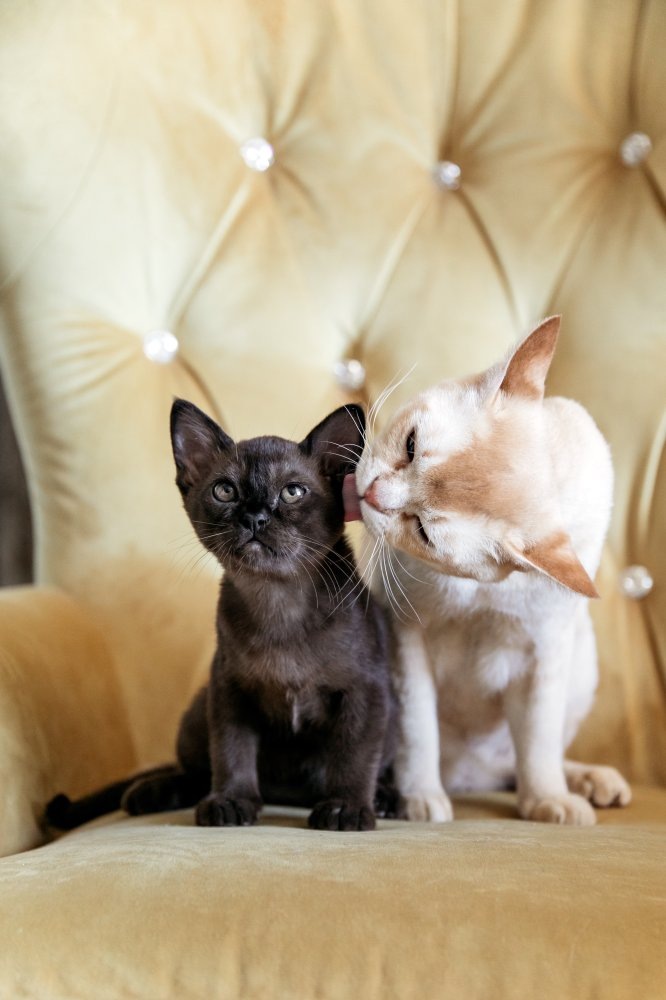    Югорчане предпочитают кошек собакам