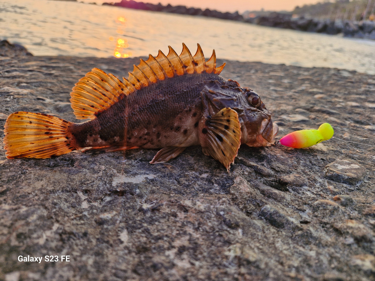Черноморская скорпена на воблер Ламантин от Vitalito Craft 
