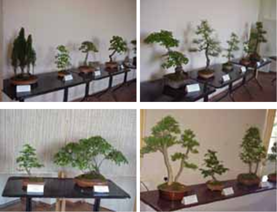 Источник: https://web.archive.org/web/20111006140655/http://co.net/bonsai/index.html