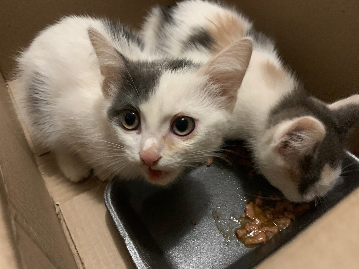 Жертвы безответственных хозяев