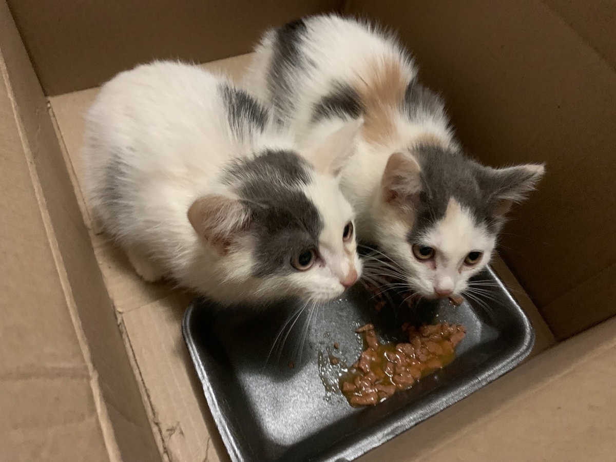Котята ручные. Они были рады, что их забрали с улицы