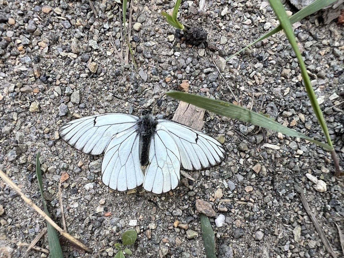 Бабочка боярышница. Фото из личного архива