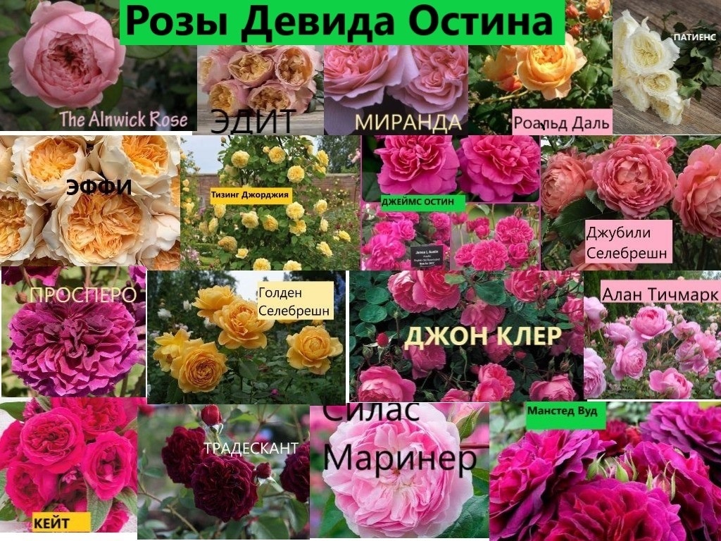 Коллаж из роз Остина