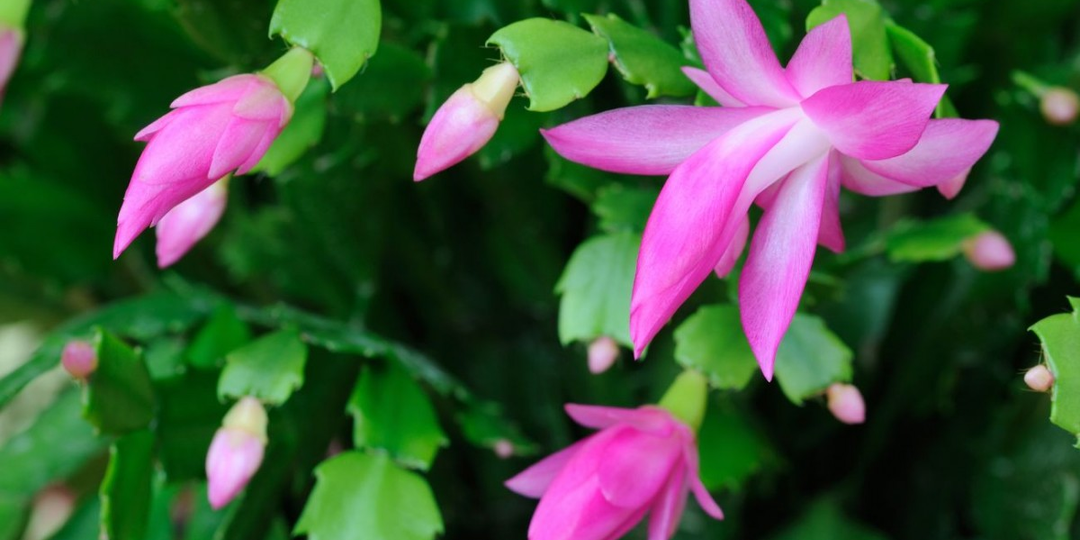 Почему декабрист сбрасывает почки: основные причины и решения