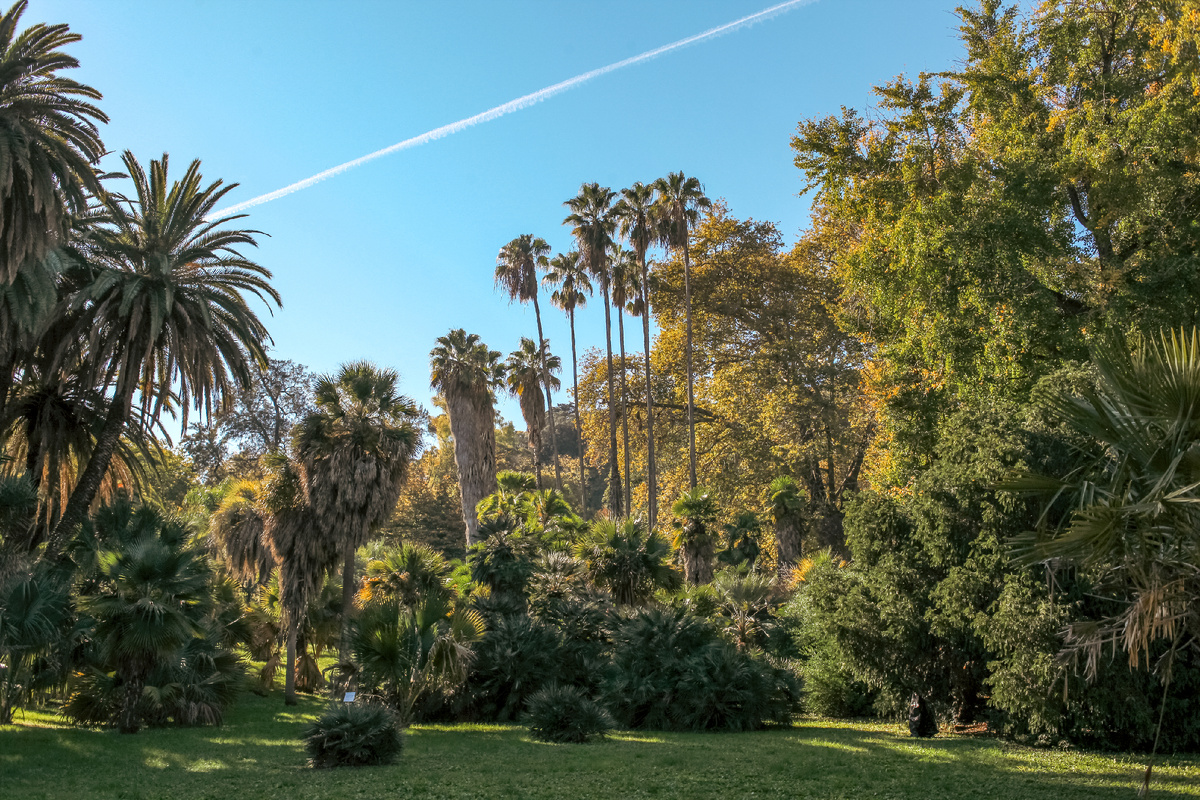 Коллекция пальм в ботаническом саду Рима.