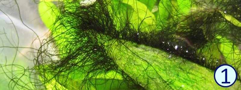 Compsopogon Coeruleus». В ру-секторе, в 90 % случаев носит название «Вьетнамка».
Однако, иногда эту водоросль относят и к условному классу «Черная Борода»