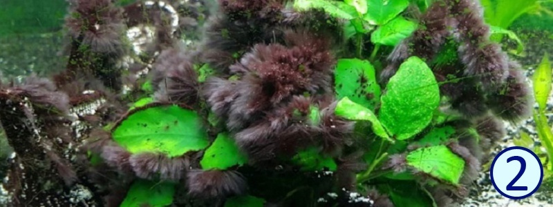 «Audocinella». В ру-секторе, в 90 % случаев носит название «Черная Борода».
Однако, иногда эту водоросль относят к условному классу «Вьетнамка»