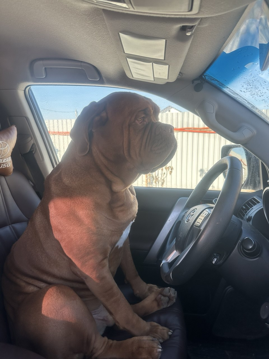 Наш водитель Арчибальд Бенедиктович