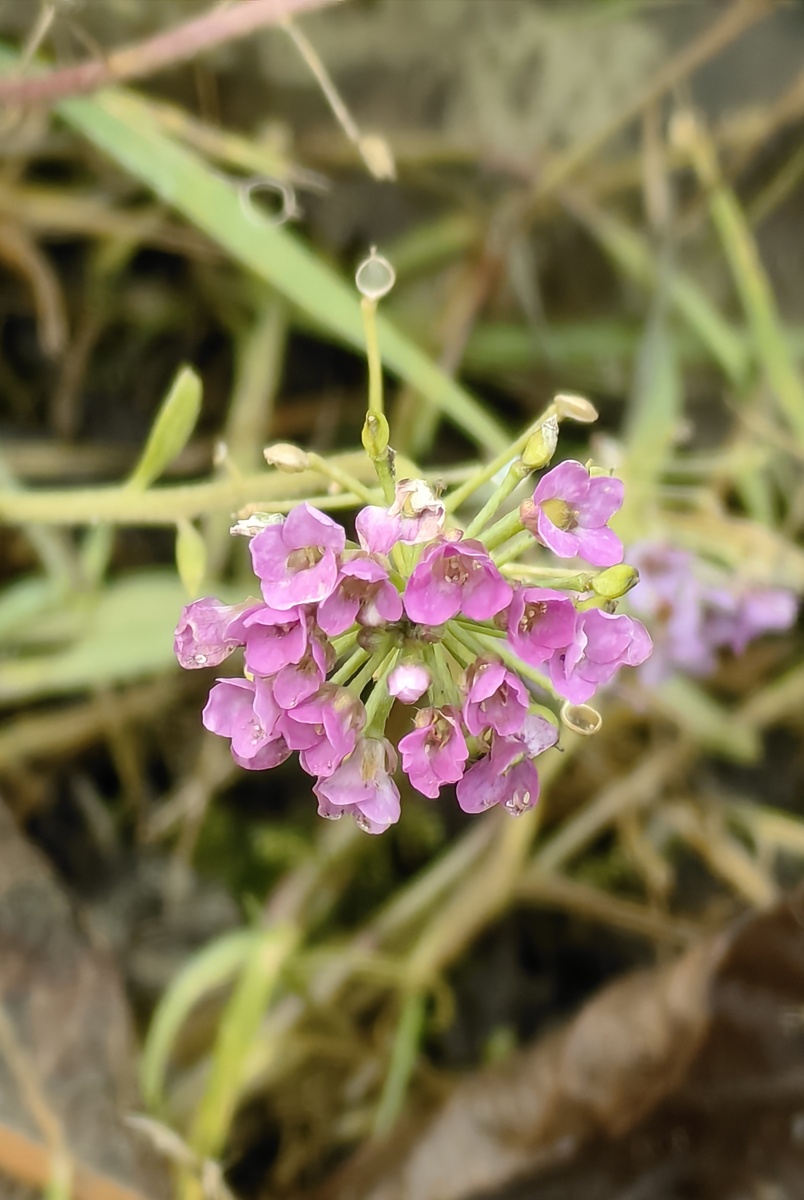 Алиссум всё ещё цветёт 