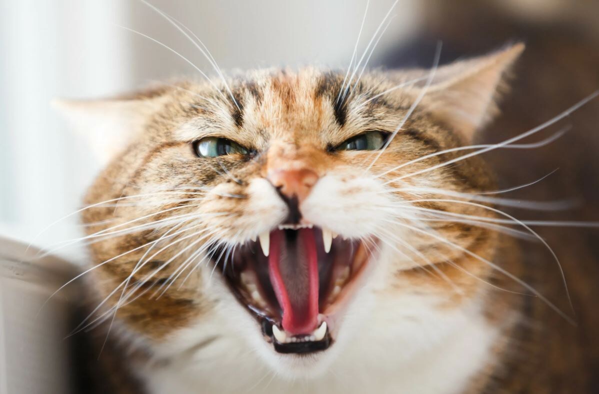 Источник: Яндекс Картинки