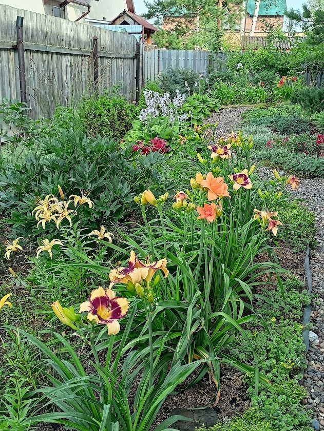 мне очень нравится сочетать в солнечных цветниках лилейники, лилии и пионы - это ньюанское сочетание по цвету и повторы одного цвета и контраст фактуры листьев