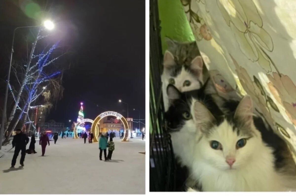    Пушистые гости из Нефтекамска ждут своих хозяев