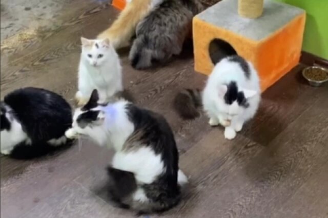    Усатые друзья привыкли жить большой компанией. Фото: Скриншот из видео Приют "Счастливый хвост"