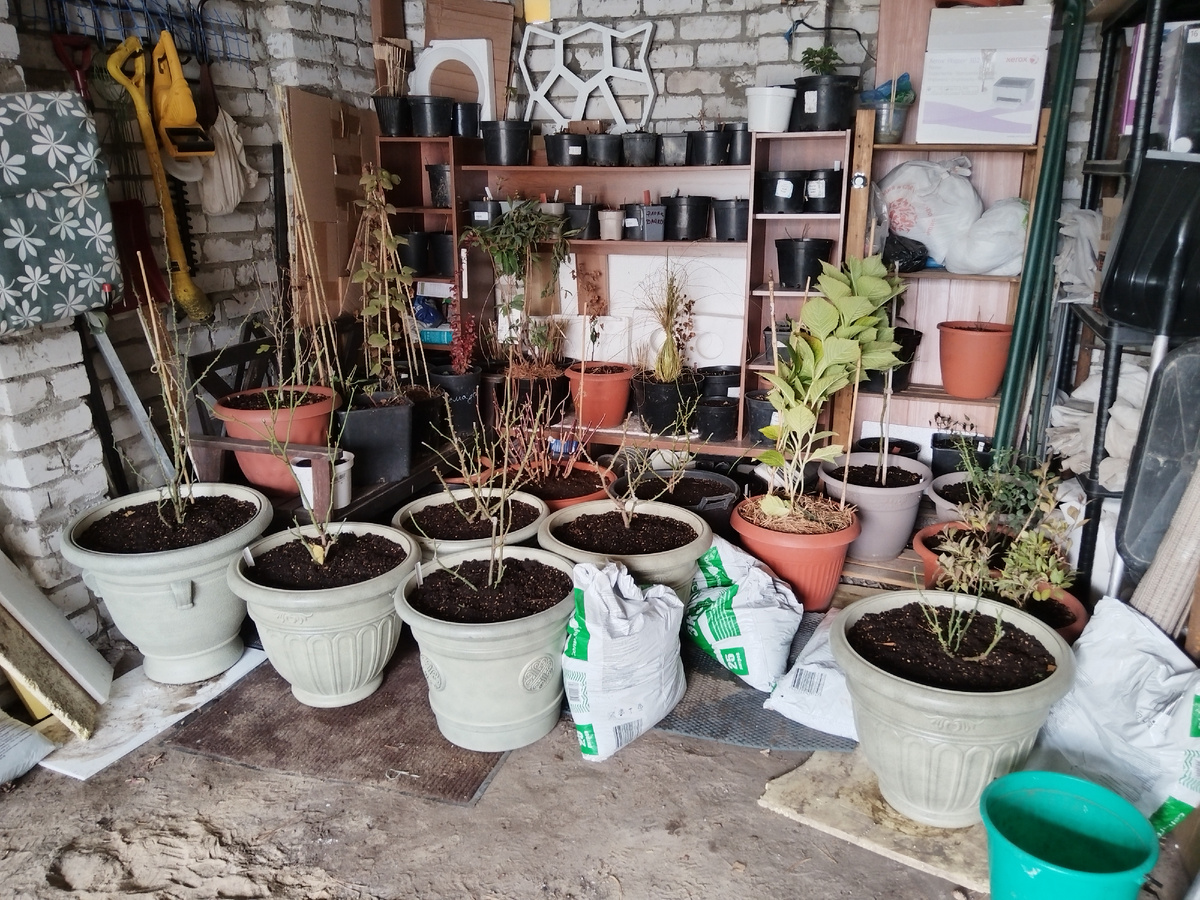 Контейнерный сад на зимовке в гараже, сезон 24/25