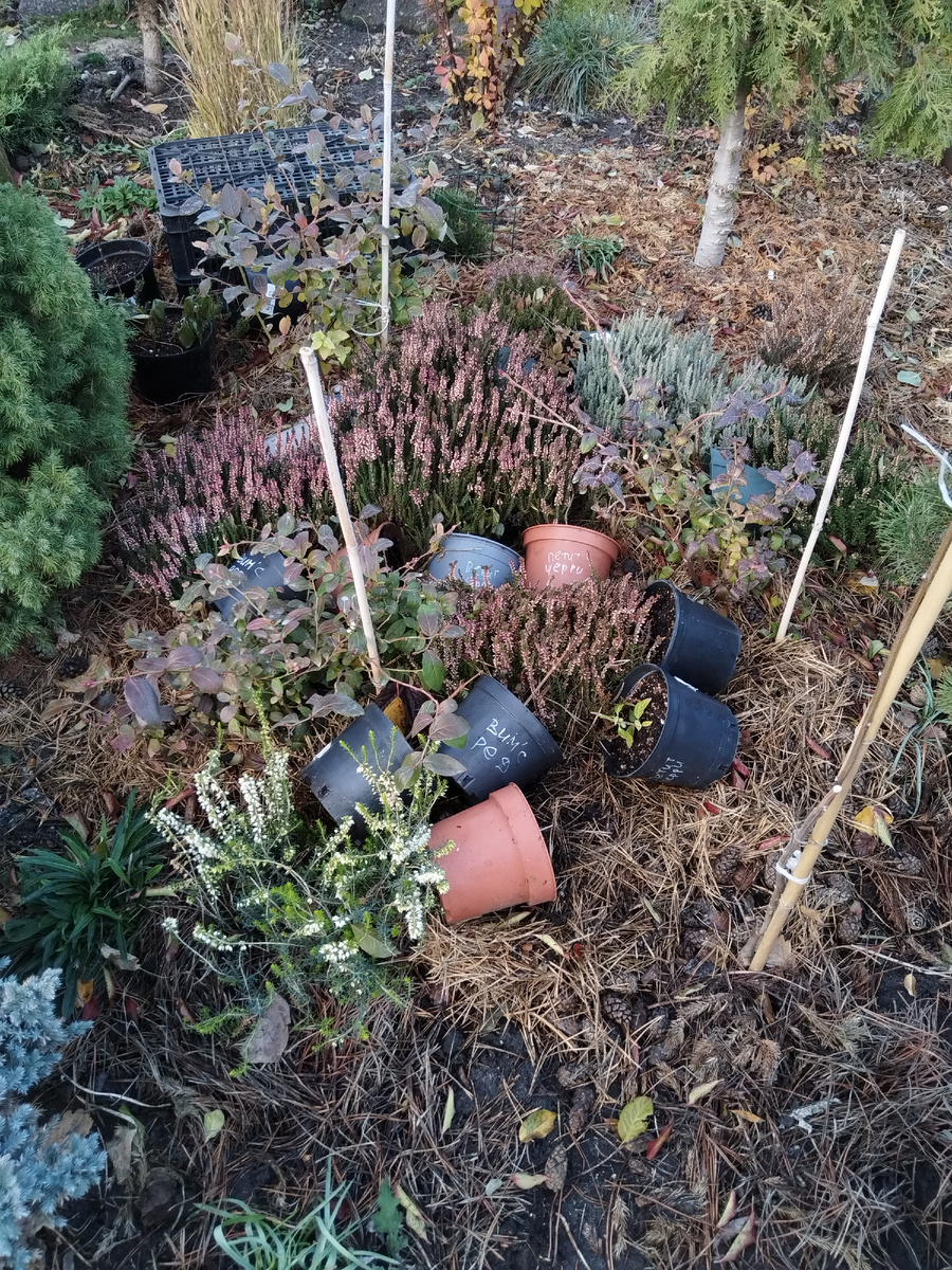 Укорененные черенки метельчатых гортензий будут зимовать в верещатнике под лапником