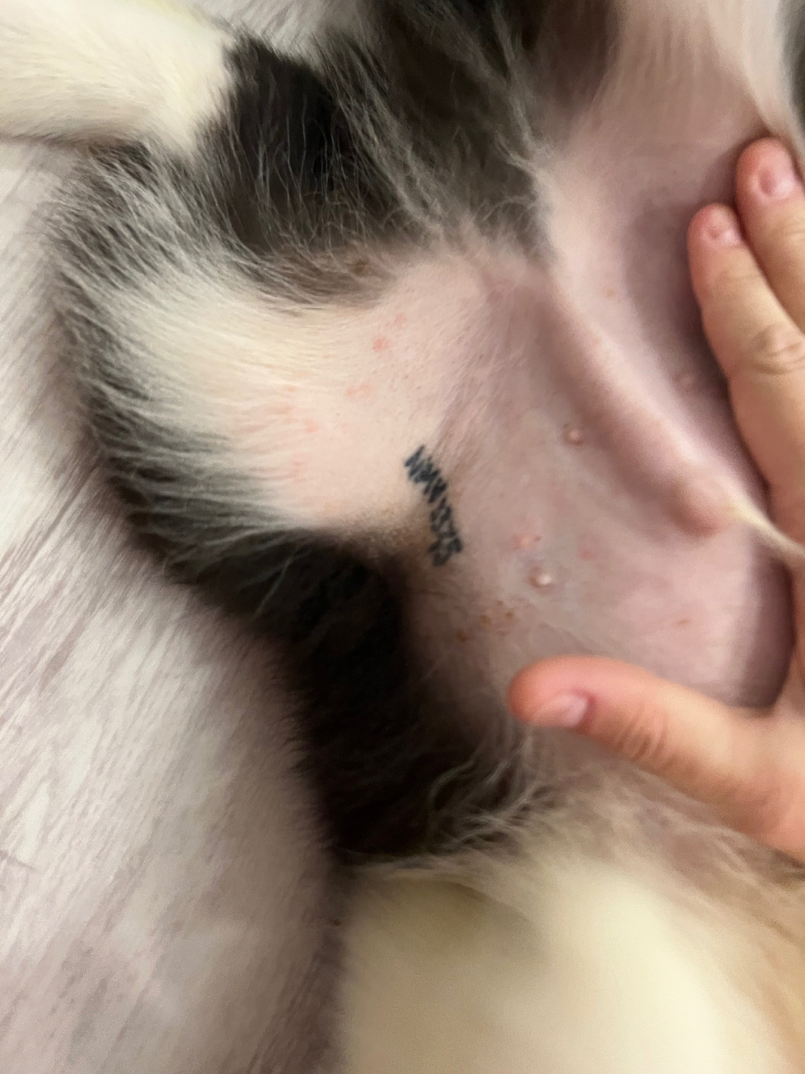 Где-то коричневые зажившие, где-то красные, где-то розовые