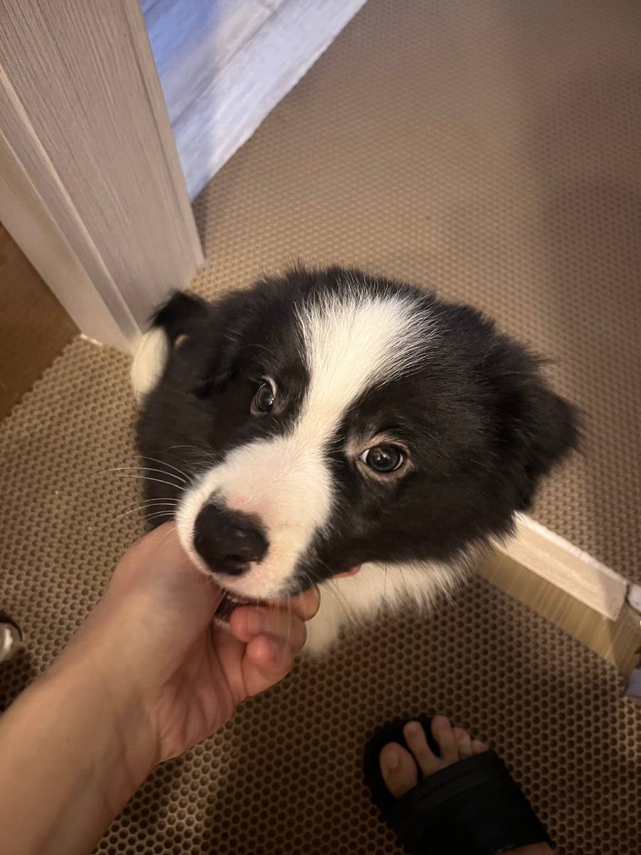 Залысины вокруг глазок