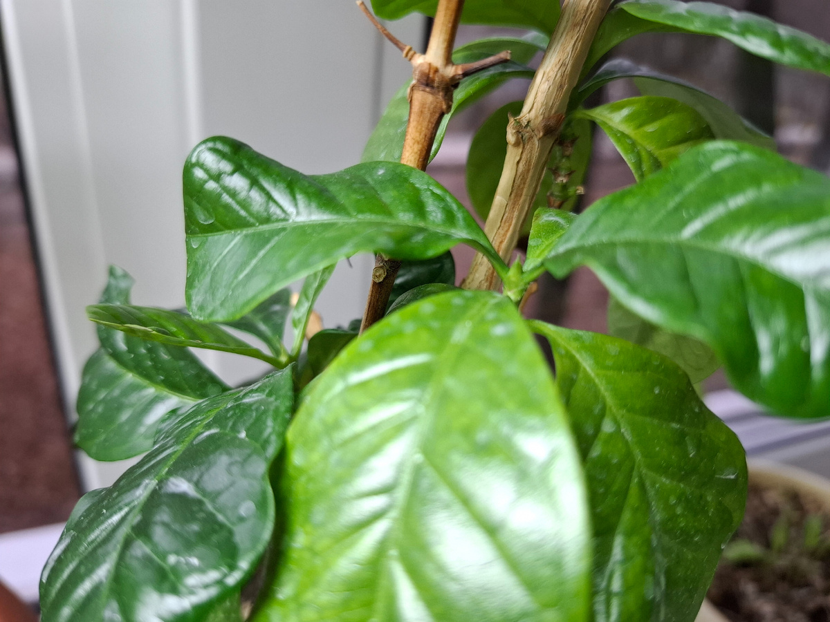 Кофе арабика.  Растение старое, ствол одревеснел