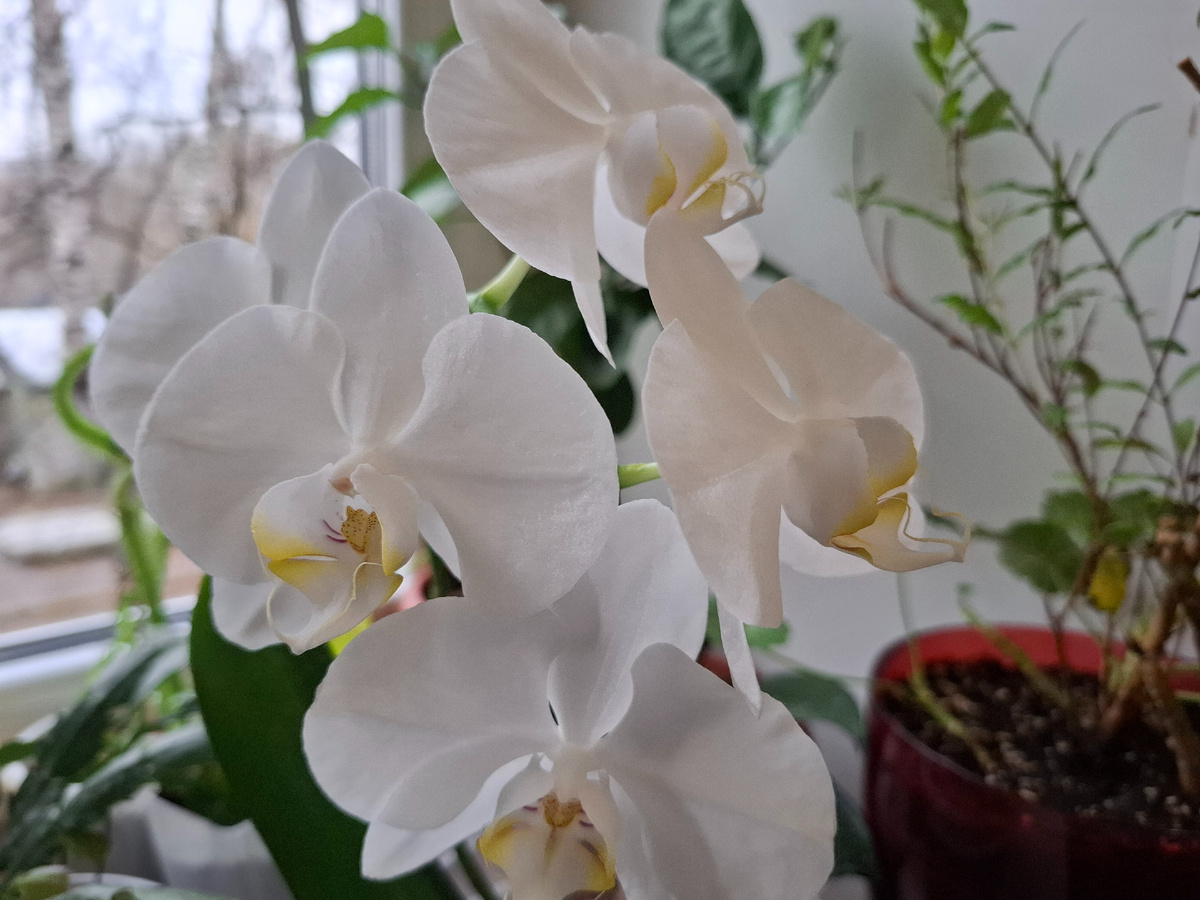 Моя красавица 