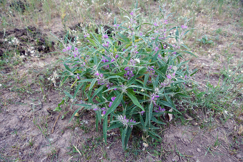 Зопник Регеля (Phlomis regelii). В принципе, по частоте встречаемости фамилии того или иного исследователя в названиях растений и животных, можно понять кто в каком регионе работал)). Регель - одна из фамилий, встречающихся в казахстанской флоре довольно часто.
