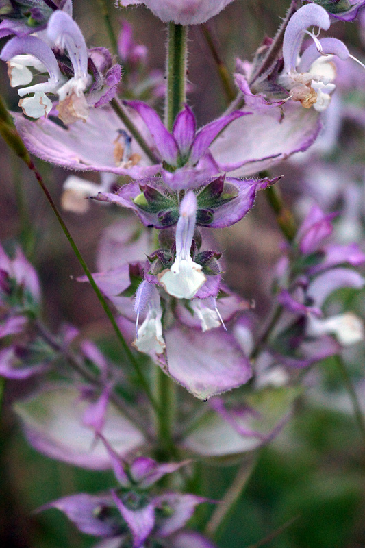 Шалфей Мускатный (Salvia sclarea). Очень эффектное растение