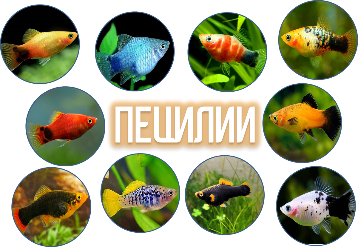 Разнообразие окрасок пецилии