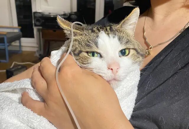 остать физраствор для кота Яны в Англии оказалось настоящим квестом