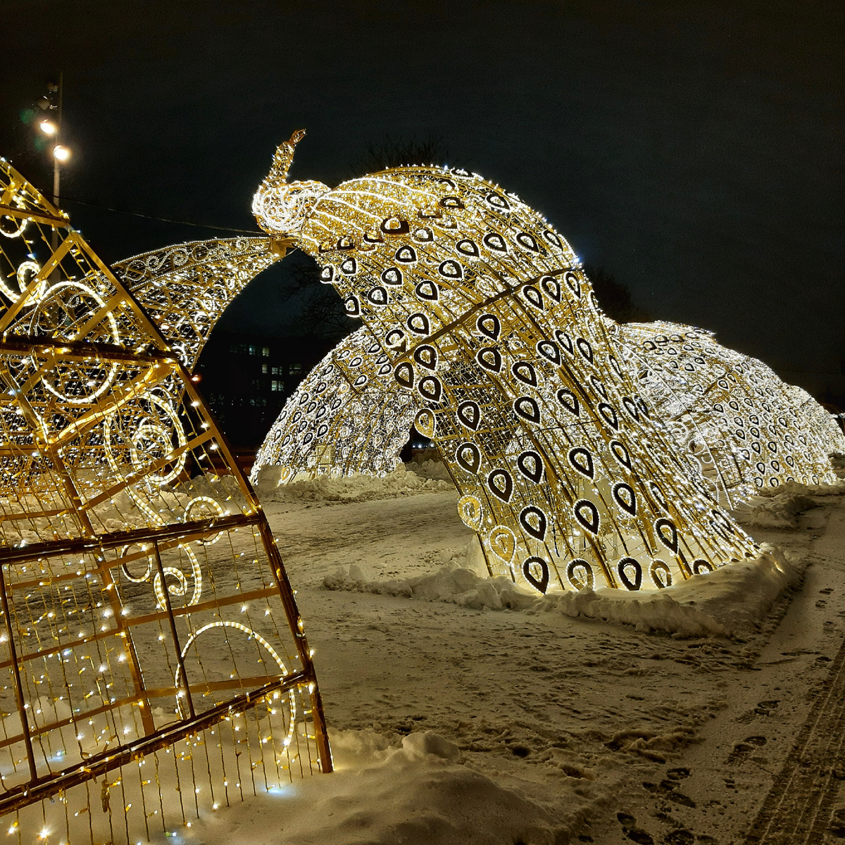 Павлины у цирка на проспекте Вернадского. Москва. 2024 год.