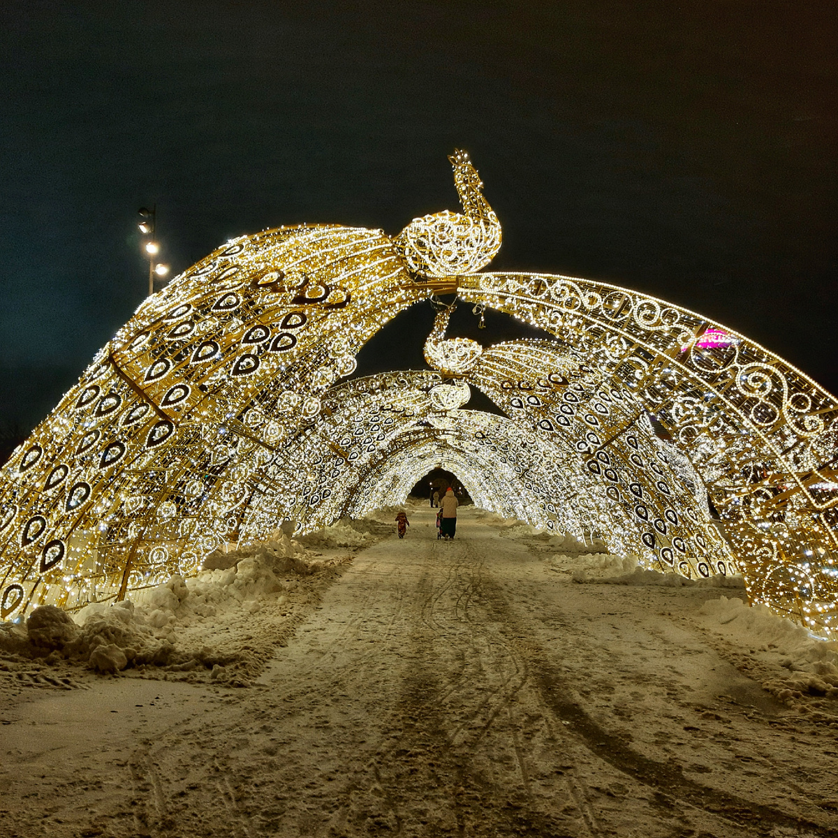 Павлины у цирка на проспекте Вернадского. Москва. 2024 год.