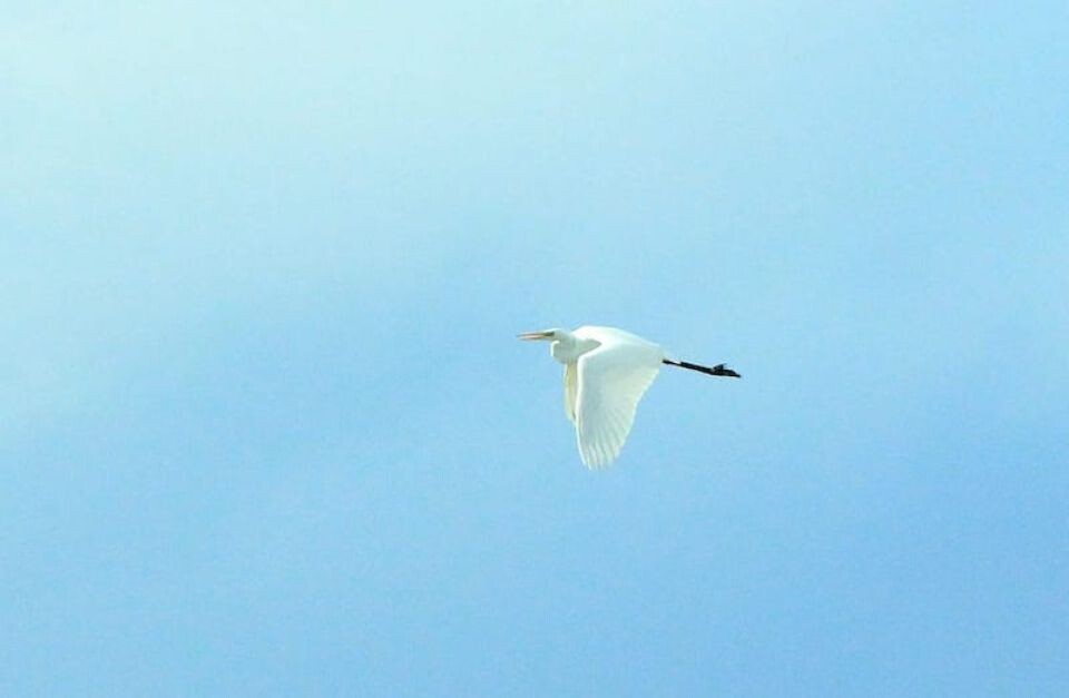    Цапля. Источник: Алтайский биосферный заповедник