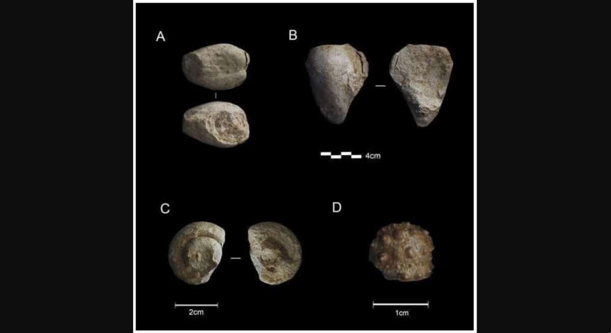    Морские окаменелости, обнаруженные в испанской пещере: (А) Pholadomya; (B) Granocardium productum; (C) Pleurotomaria; (D) Tetragramma / © Quaternary, 2024