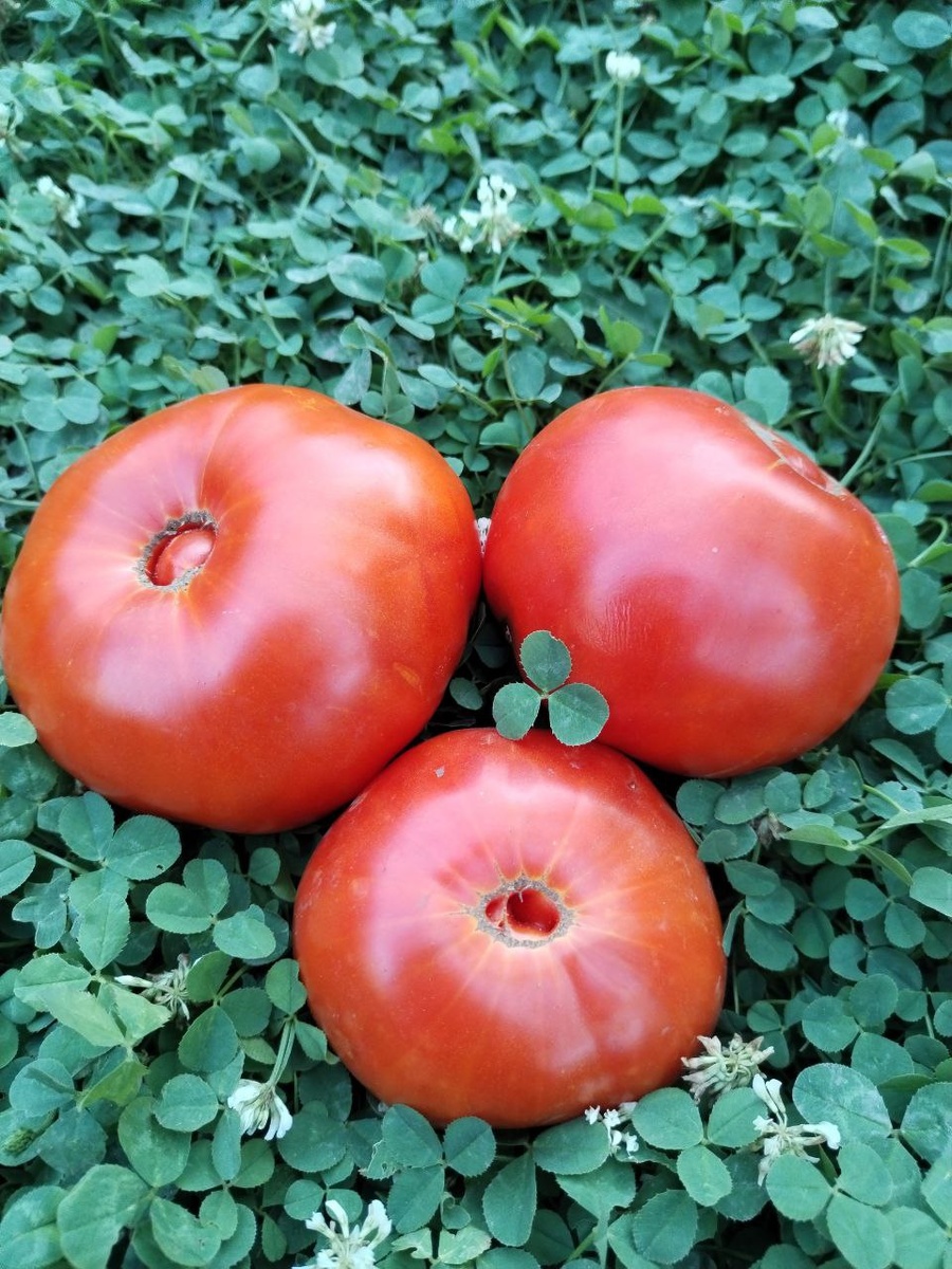 Радиатор Чарли