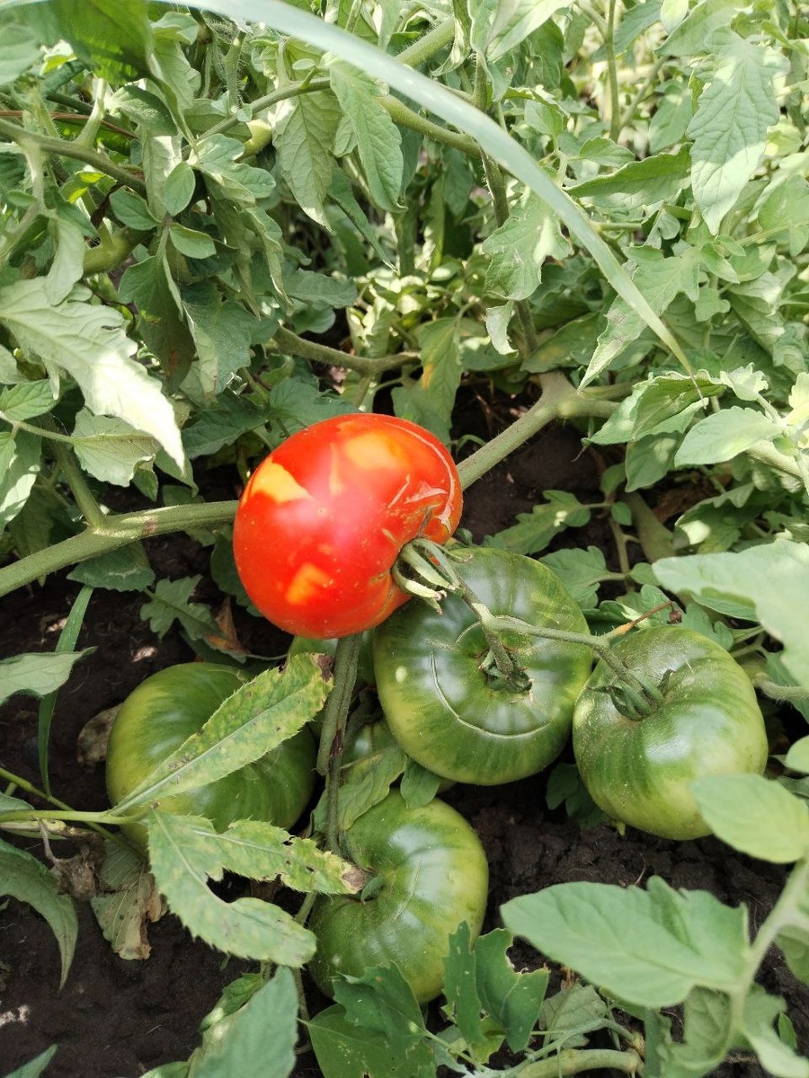 Каскад лава