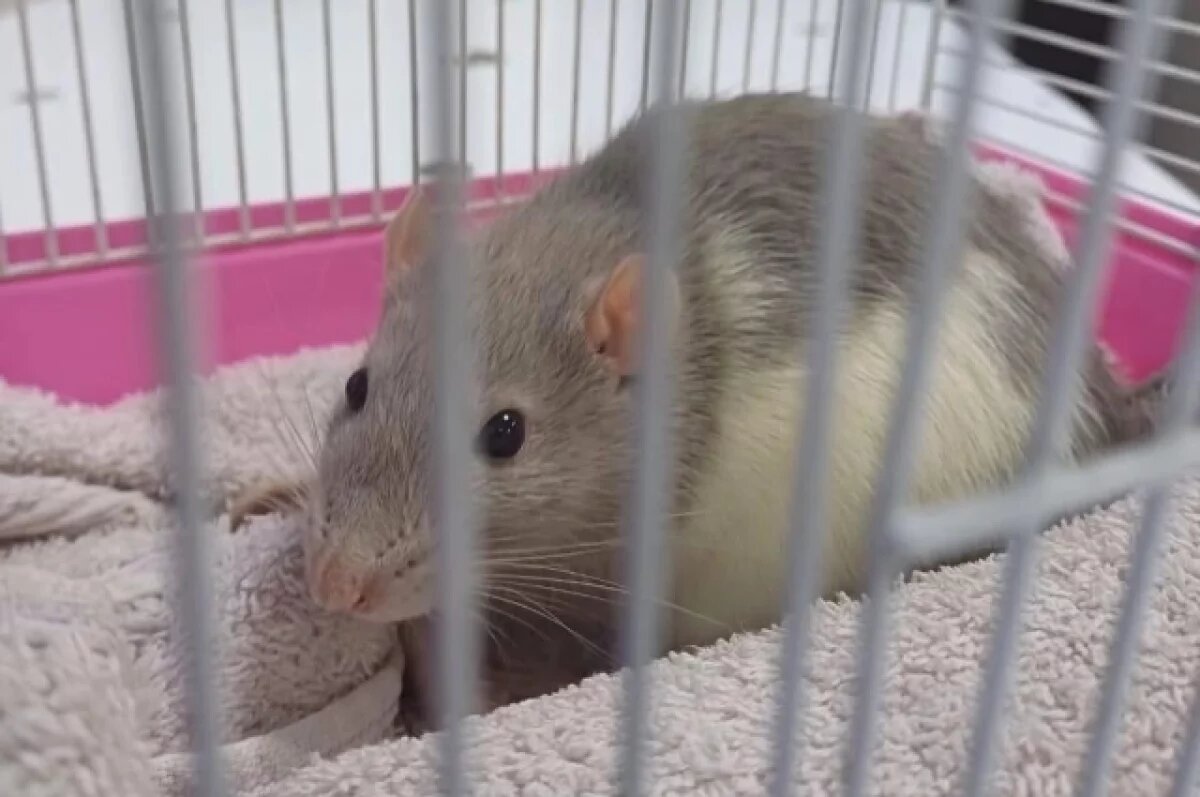    Ветеринары спасли жизнь крысе Чипсику в Забайкалье