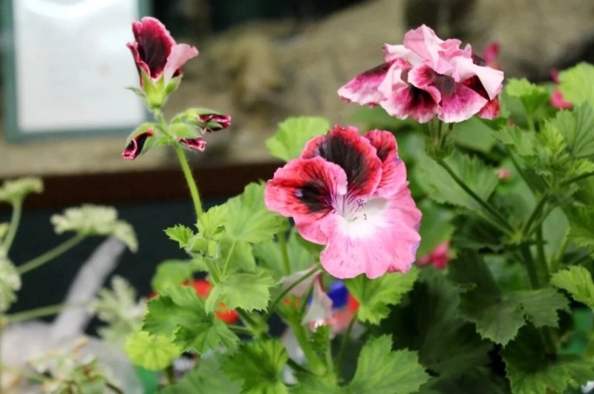    Садоводы раскрыли тюменцам, чем полезны комнатные цветы