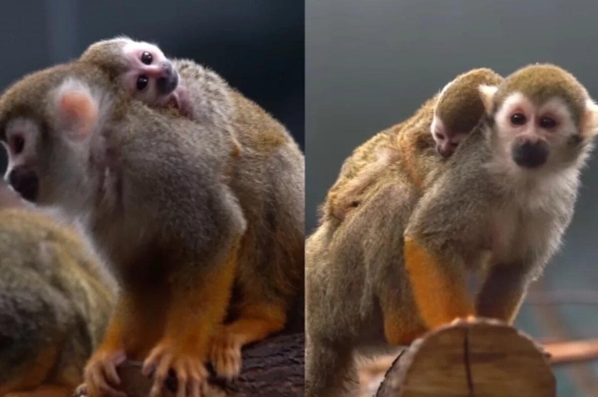    Два малыша саймири родились в Новосибирском зоопарке