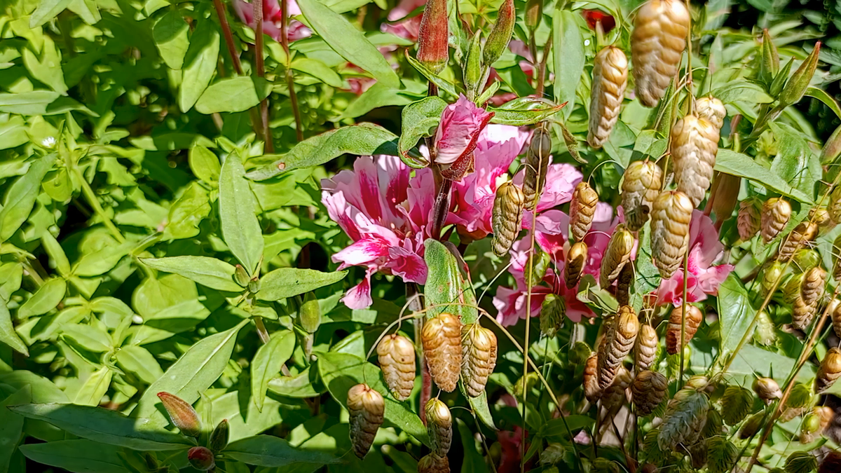 Бриза в саду