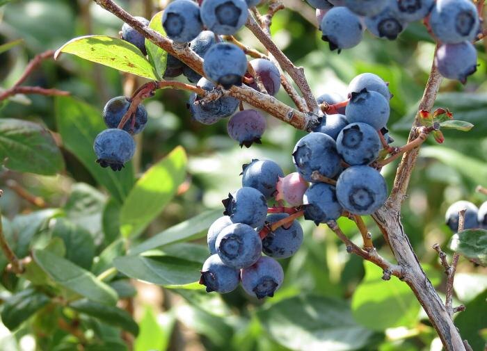 Как понять, чего не хватает вашей голубике: подсказки по листьям