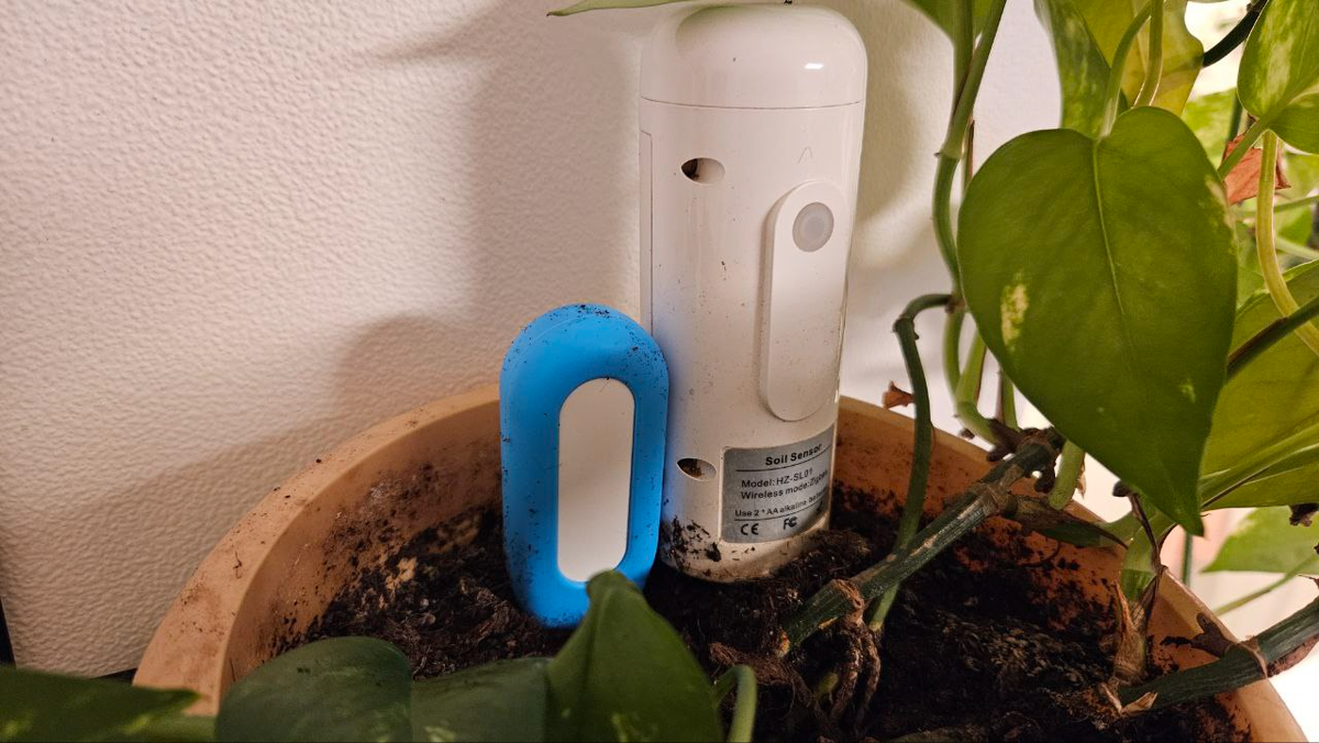 В рамках теста поместил 2 датчика рядом, потом перенес на другие растения. 