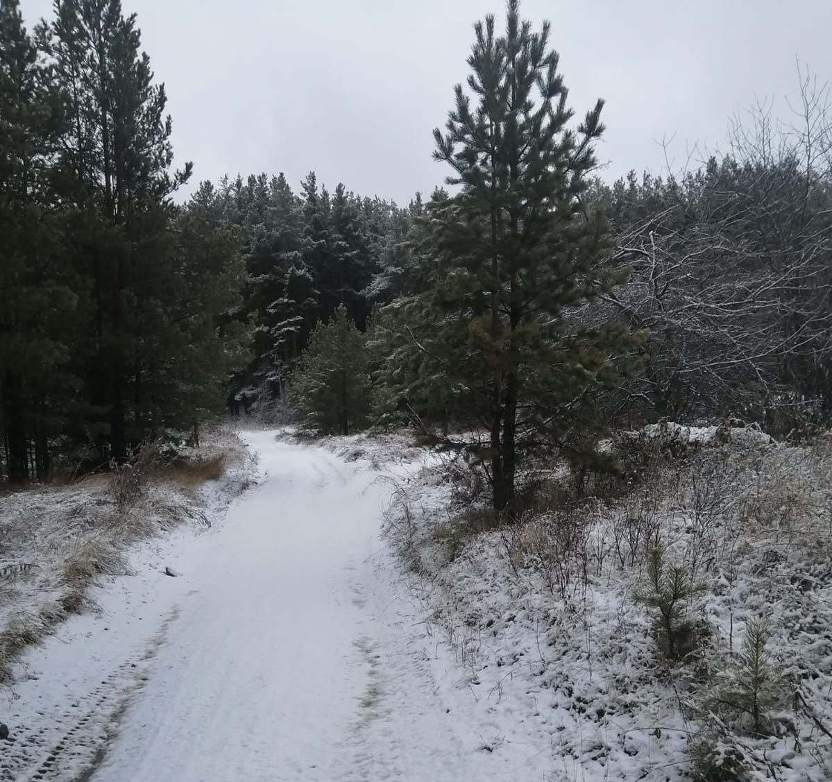 В лесу. Из личного архива. Ноябрь