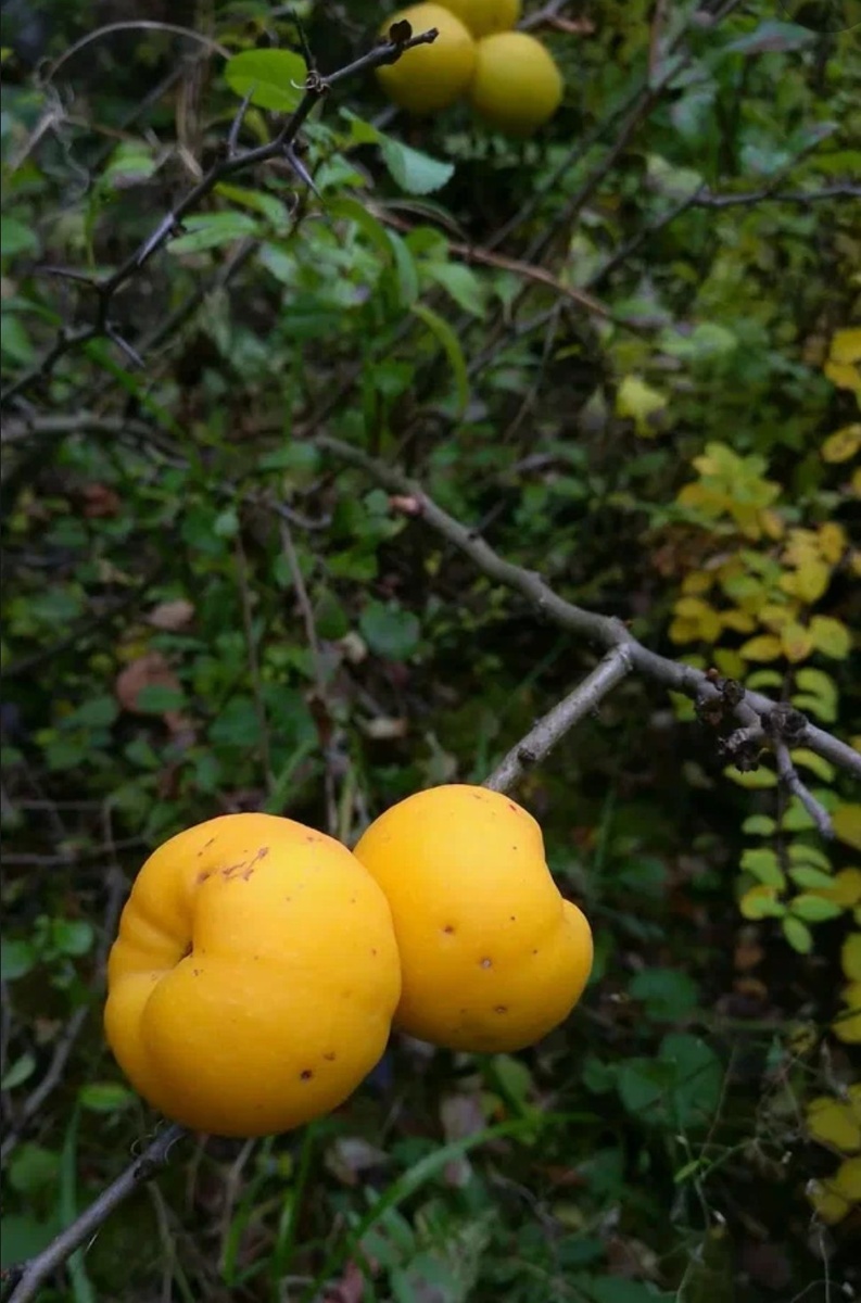 Дикая Японская айва, из интернета.