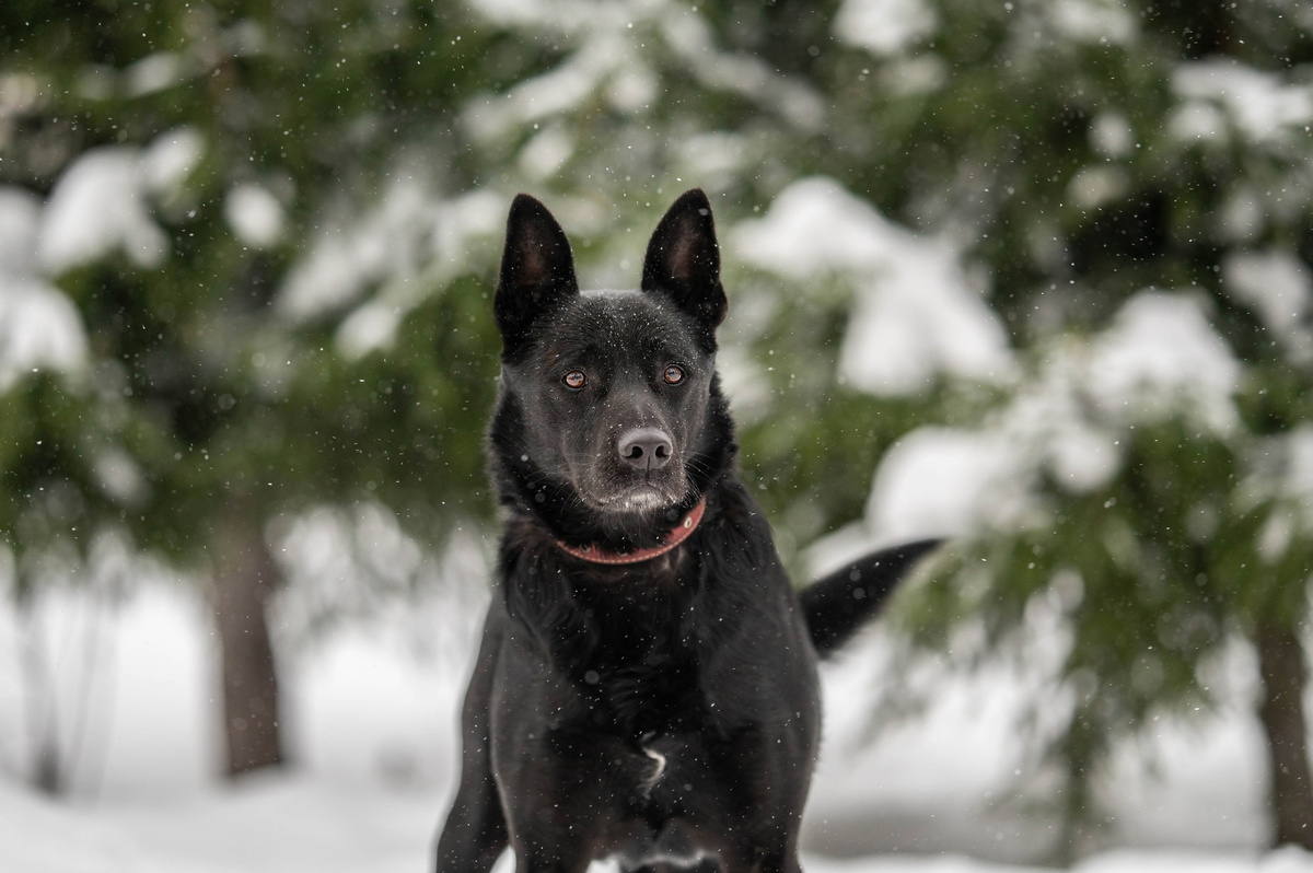 Ну красавец же какой!