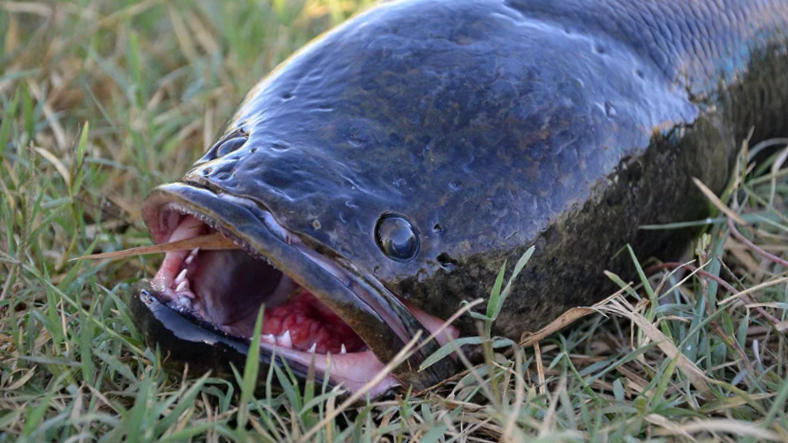 Гражданин, предъявите ваши документы. Этот самый гражданин, который оставил дома: