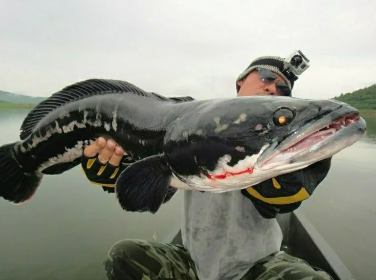 Я откушу твой палец, если не отпустишь дальше есть всю рыбу!