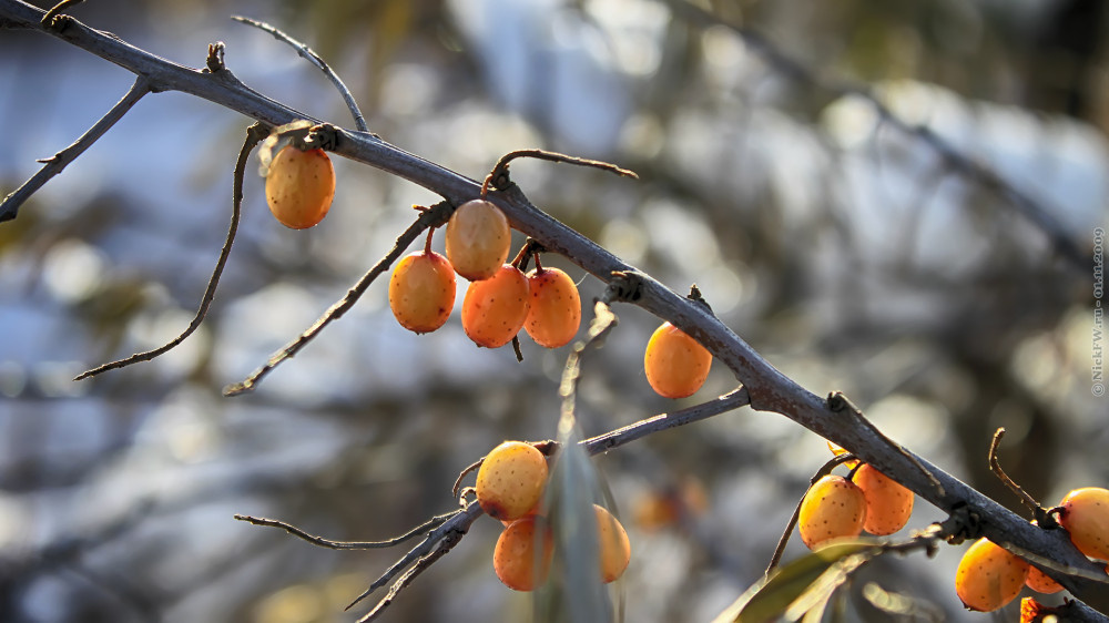 1. Ягодки облепихи... © NickFW.ru — 01.11.2009г.