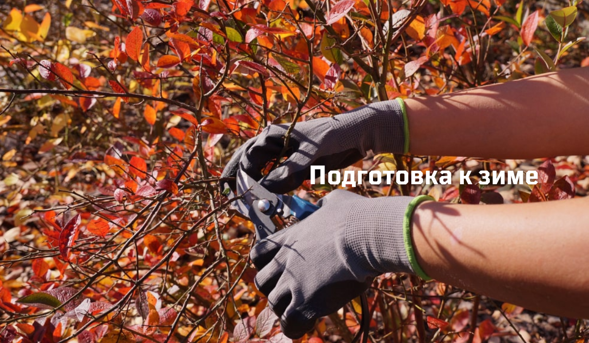 Чем подкормить сад в сентябре октябре