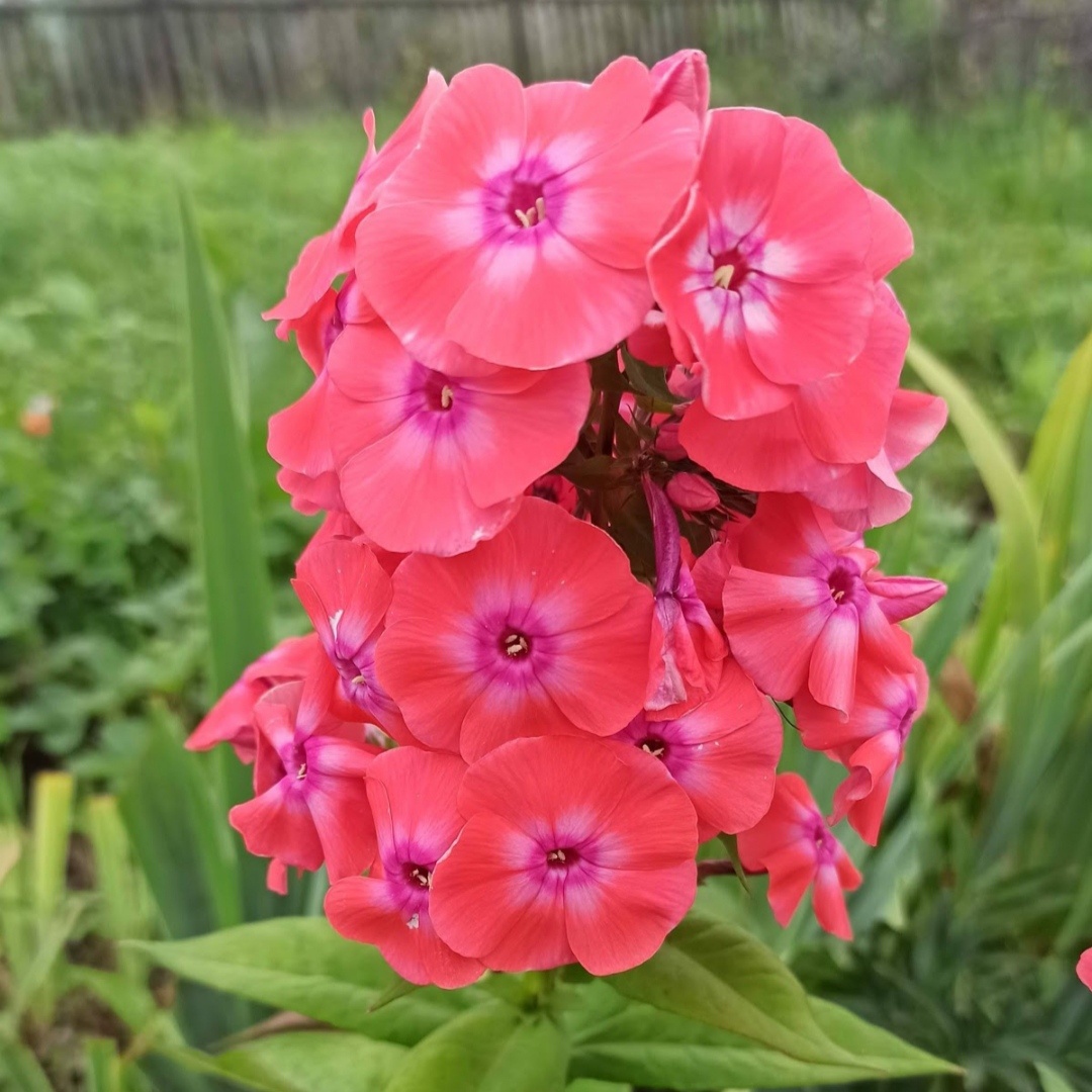 Флокс безымянный  Предположительно Илларион