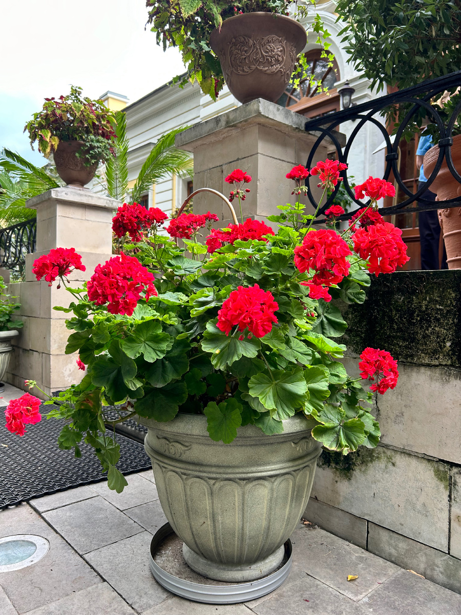 Оранжерея, Дворцовый сад